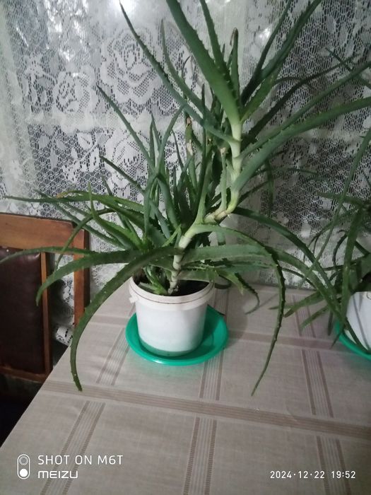 Продам алоэ лечебное