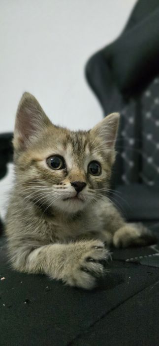 Котёнок, девочка, 3 мес
