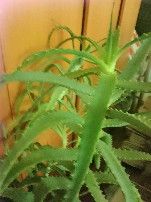 Продавам растение алое, 7-годишно