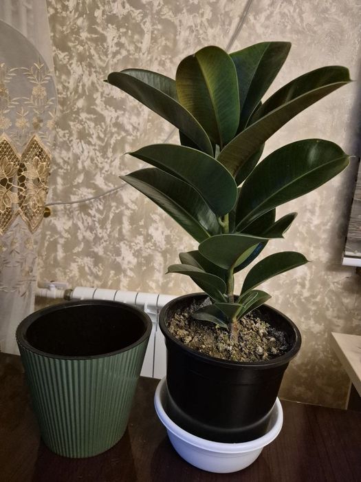 Фикус эластика и чёрный принц