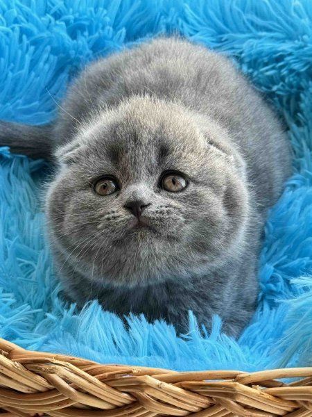 Продаётся шотландский котёнок
