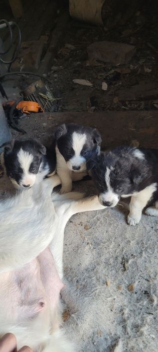Отдам щенят , девочки в добрые руки