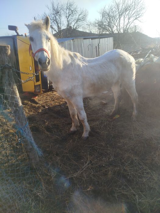Vând sau schimb epușoara cuminte pentru un om mai în varsta