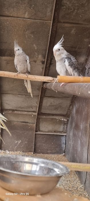 Perechii Nimfe  mature