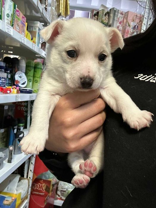 Продавам Мини Пинчер и Пинчер