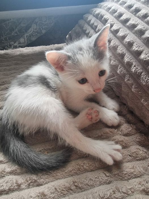 Котёнок в хорошие,  добрые руки