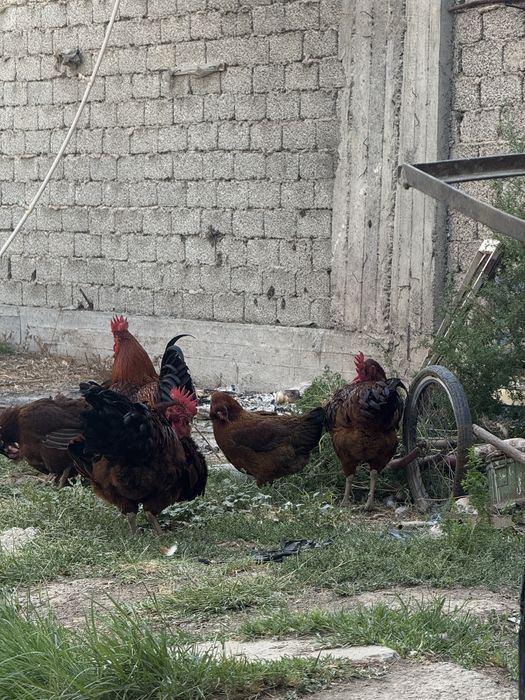 Куры породы Хань Пянь