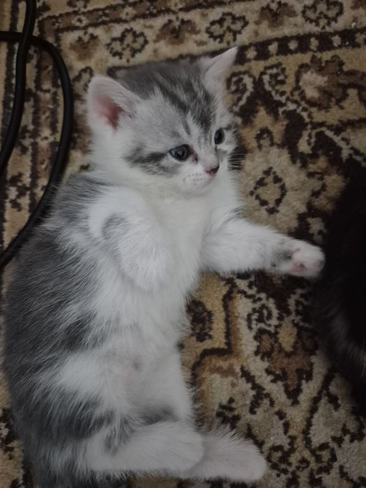 Продам котят шотланских