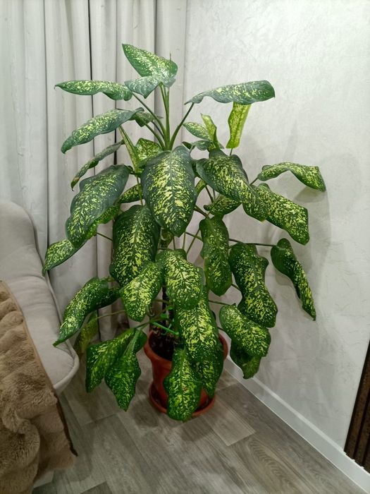 Очень красивый цветок Диффенбахия.