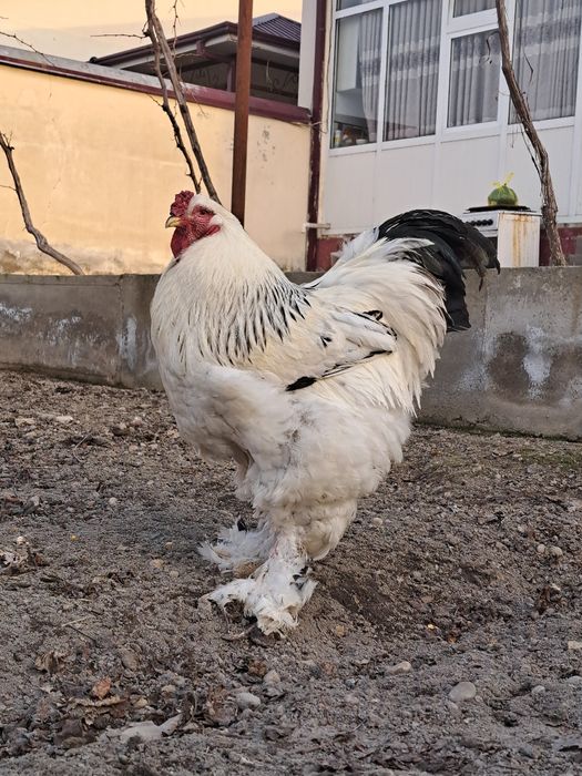 Chexovning Anfisa jinsi