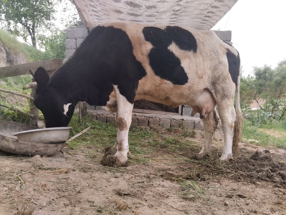 Suti yahshi sog'in sigir