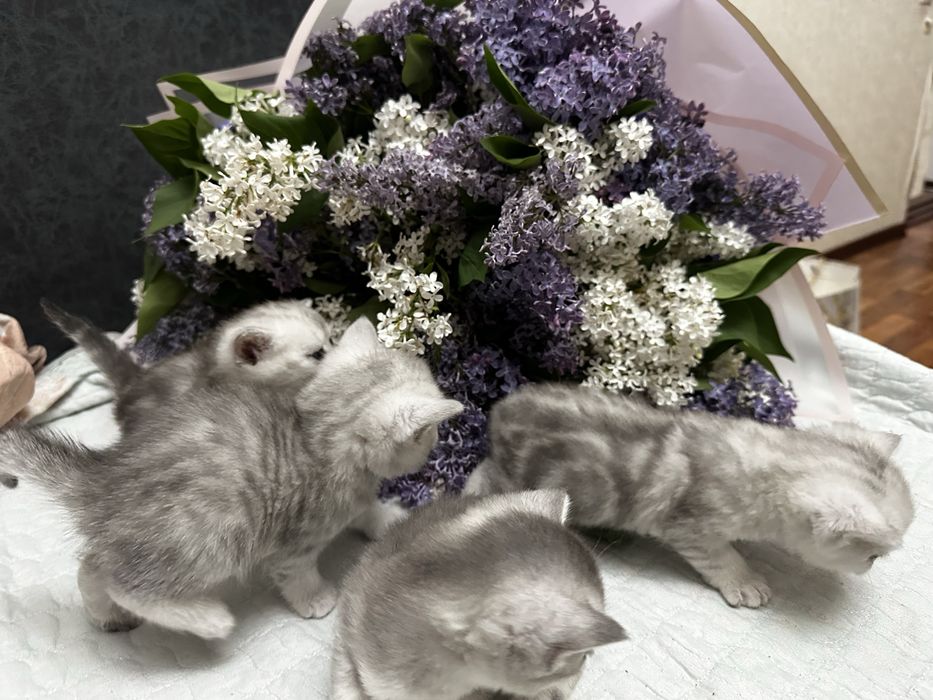 Продам Котят шотландский и шиншилла