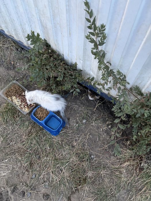 Котята Скоттиш фотд