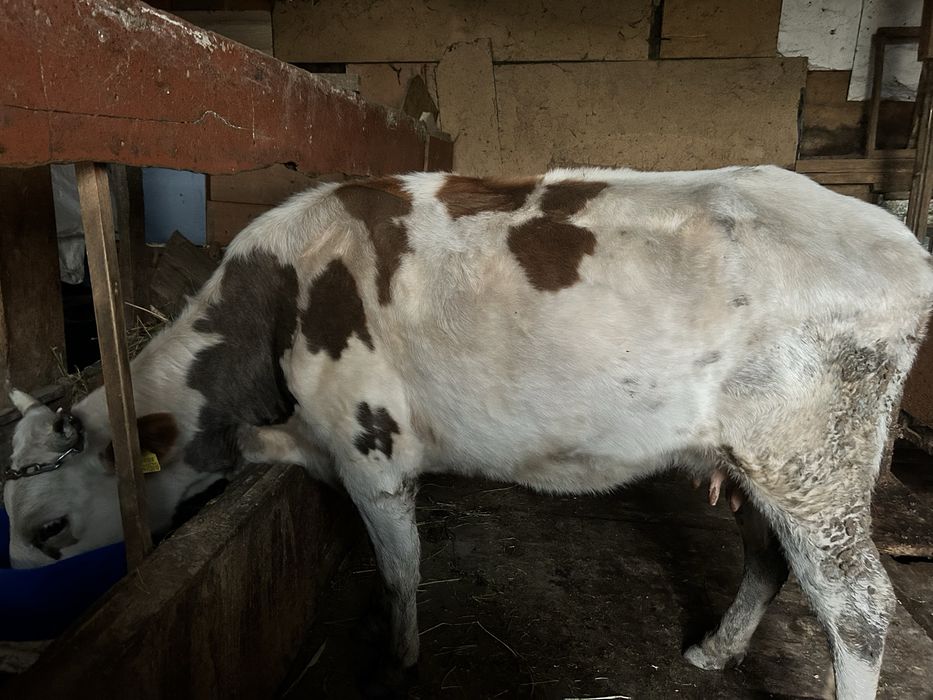 Екі Сиыр  сатылады , Алатау пародасы