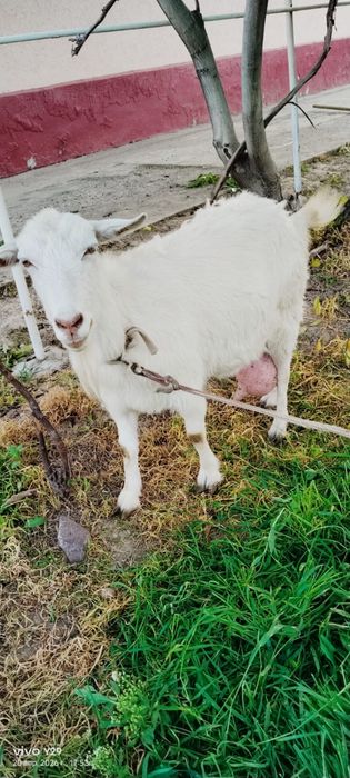 Зааненская буаз ешкі сатылады