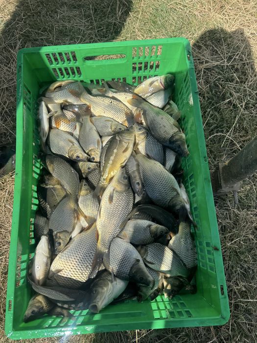 Продавам зарибител шаран