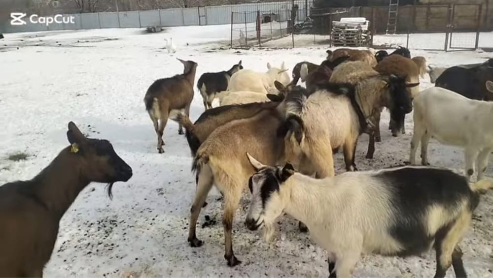 Нубийский,альпий француз-альпий, голанд-занин ешілері сатылады