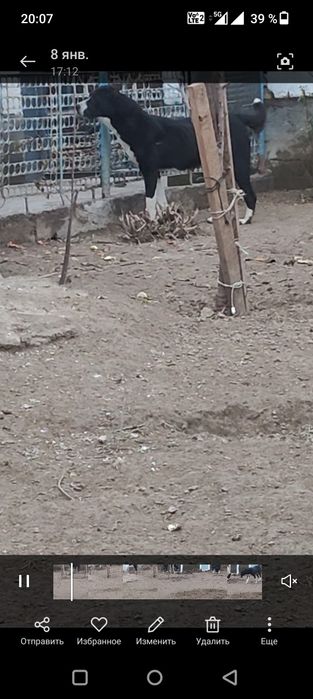 Срочно обмен 1,5 жасар ургашы