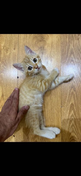 Котенок отдам в хорошие руки