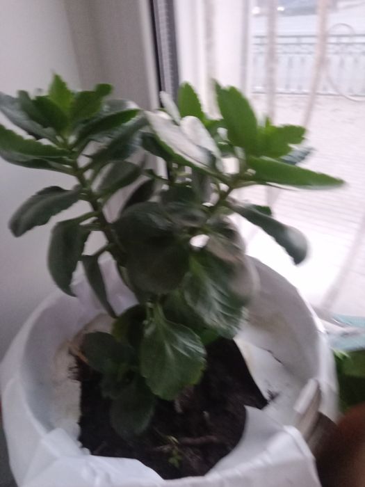 Цветы комнатные не дорого