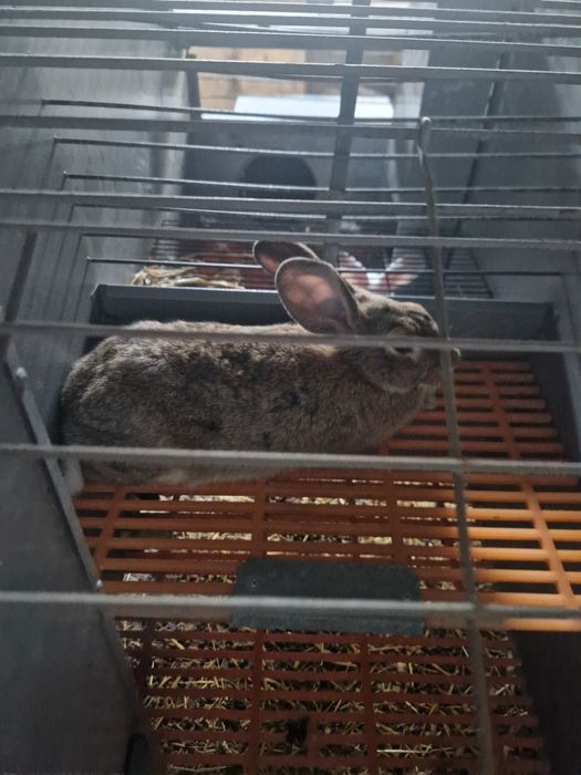 Куёнлар уй шароитида бокилган