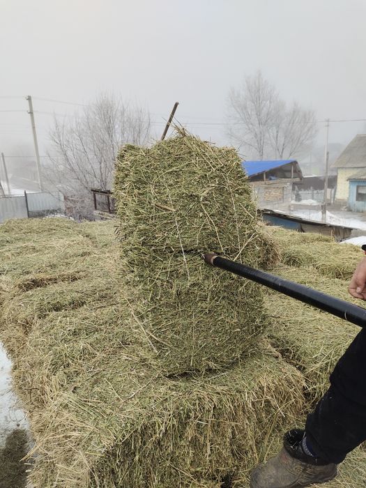 Жонышка Клевер люцерны