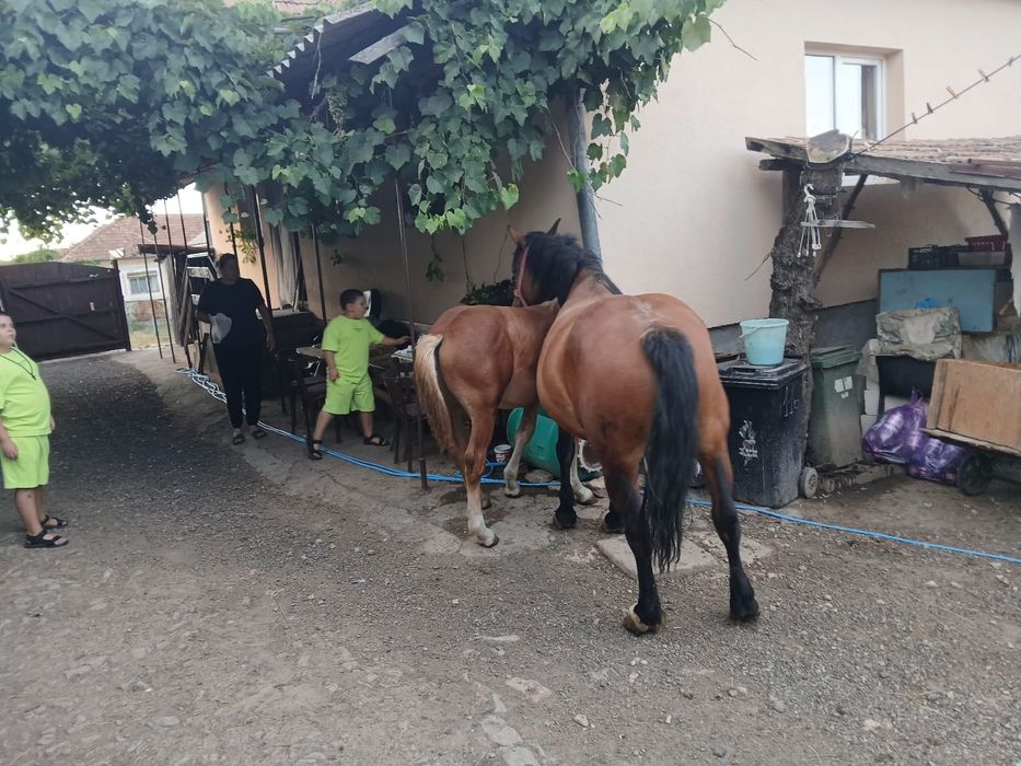 Vând mânz de 5 luni
