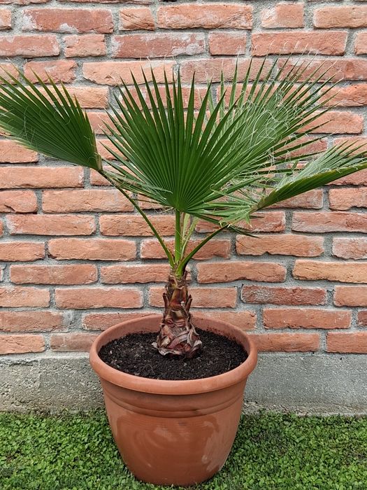 Palmier Washingtonia