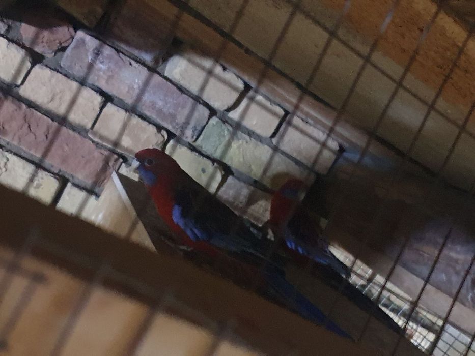 Toʻti penat sogʻlom qushlar raglari tiniq