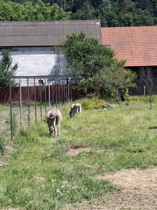 Magarite si un armăsar de vânzare