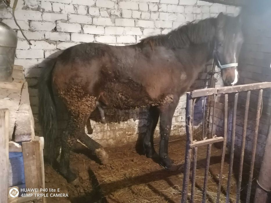 1.5 жасар Тай сатылады