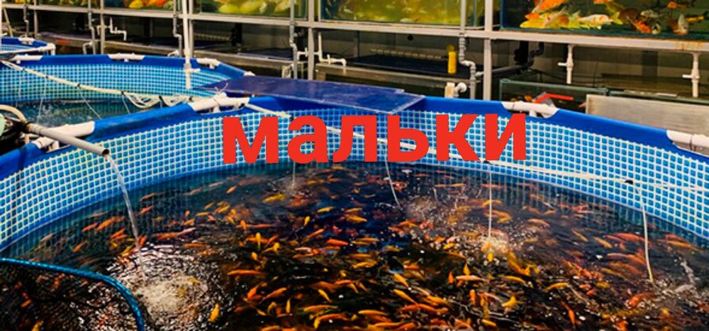 Карпы кои  15 см 3000