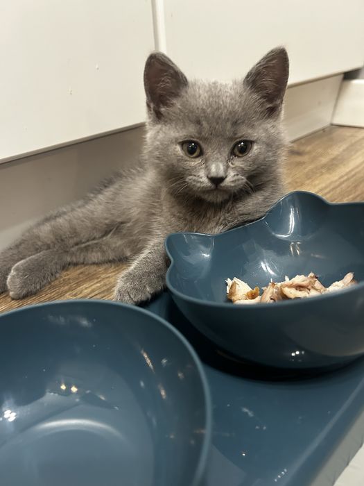 Продам  котенка за 15000 .