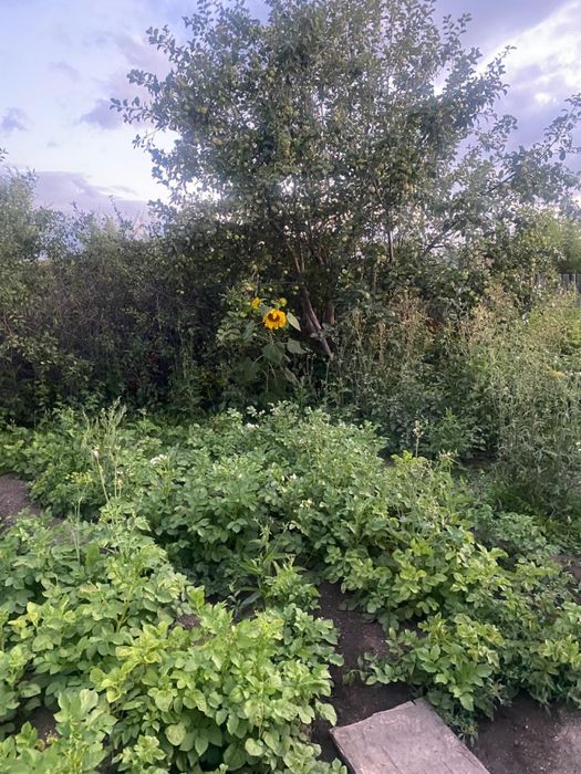 Продается дача на черемушках