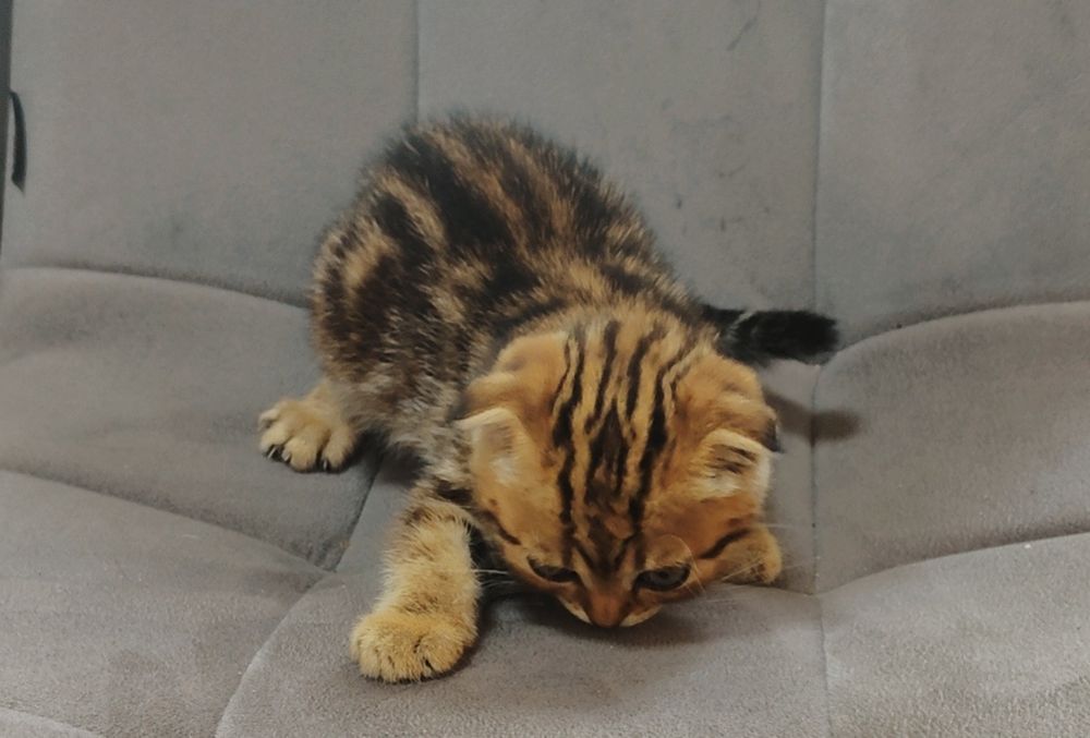 Котик Словно Маленький лесой Эльф