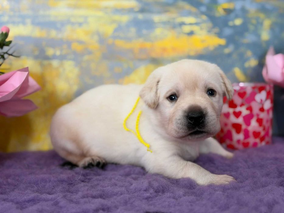 Labrador Retriever galben cu Pedigree valoros