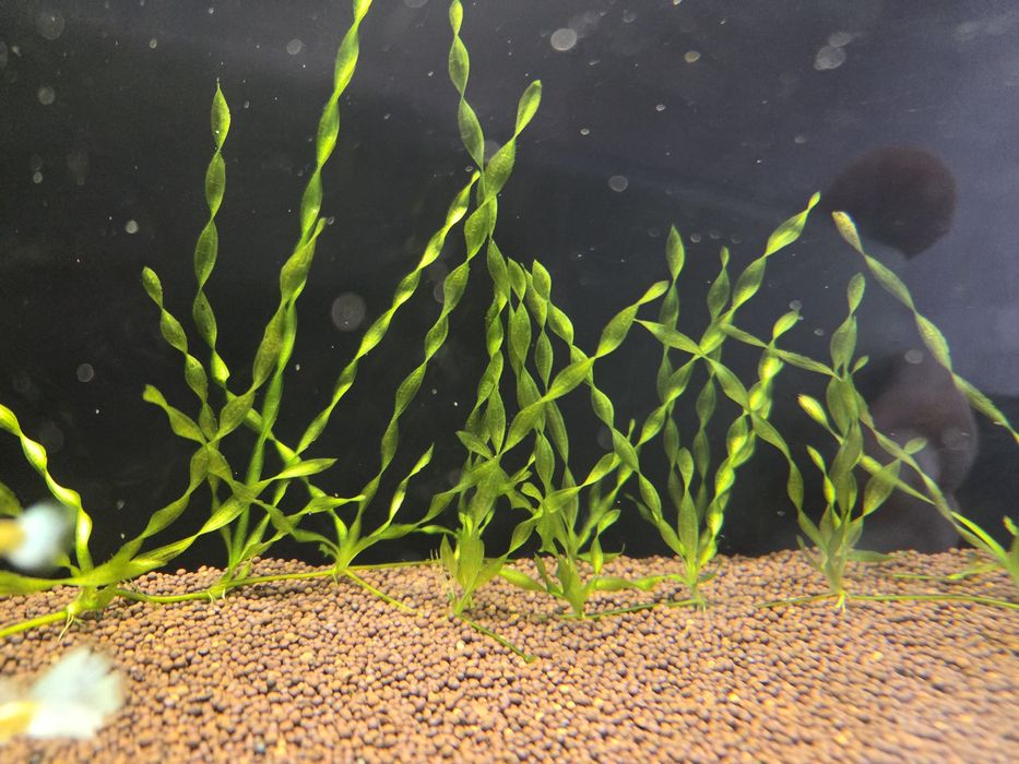 Валлиснерия спиральная (Vallisneria spiralis)