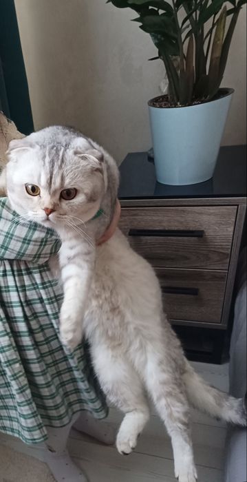 Вислоухая  Серебристый шиншилла