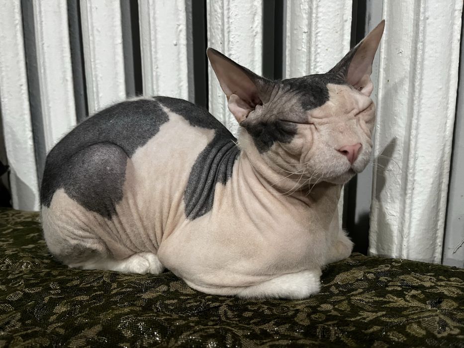 Вязка канадского сфинкса