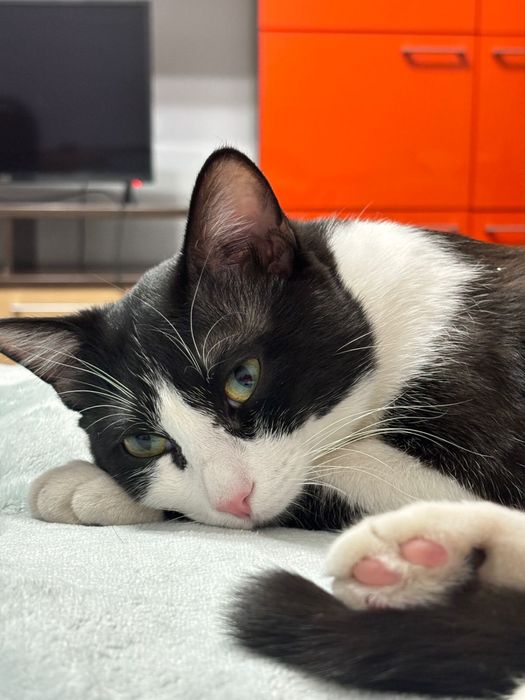 кот, возраст 1,3, мальчик