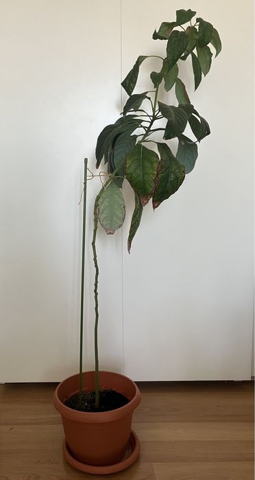 Plante Avocado in ghiveci