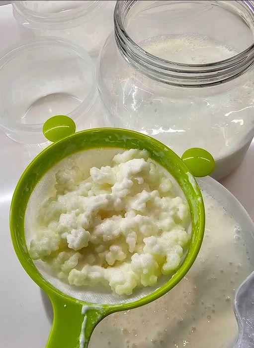Granule kefir de lapte (chefir caucazian)