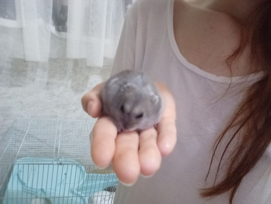 Хомяк девочка ручная с клеткой