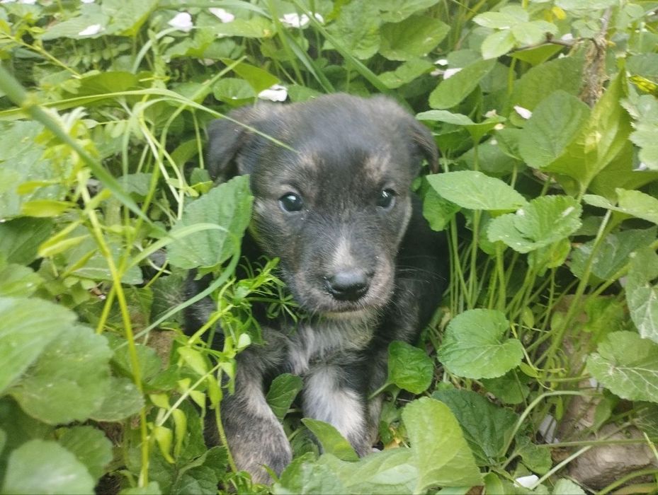 Щенки-мальчики, 1 месяц.