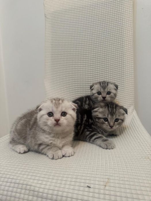 Шотландские вислоушки!