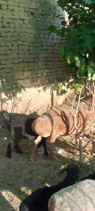 Тозза арашан егиз тугадиган куй сотилади