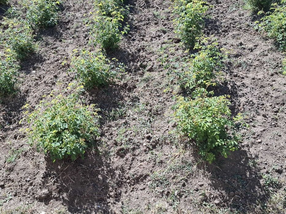 Trandafiri de Damasc (Rosa Damascena)
