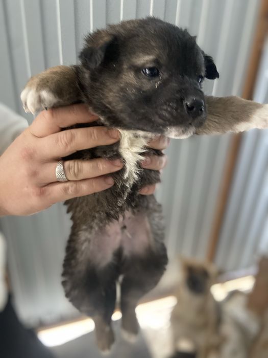 Щенки в поиске дома