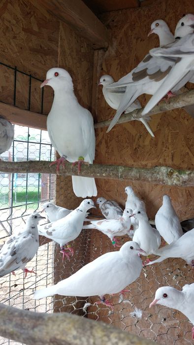 Turturele Râzătoare ... Cucuruzi