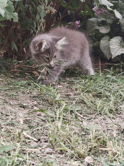 Бесплатно отдам котёнка